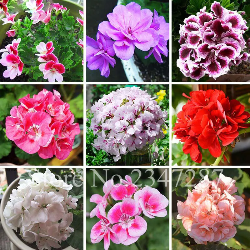 Beautiful 17 Colors Available Geranium Flore Perennial Flower Flore Pelargonium Peltatum Flore Indoor Rooms Easy to grow 100PCS
Beautiful 17 Colors Available Geranium Flore Perennial Flower Flore Pelargonium Peltatum Flore Indoor Rooms Easy to grow 100PCS