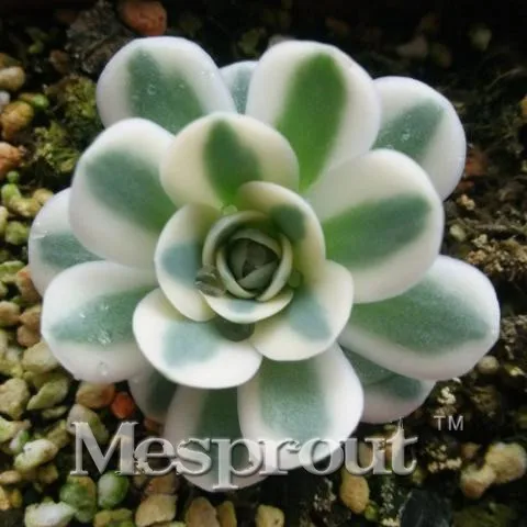 Best-Selling!rare Succulents Bonsai Orostachys.Iwarenge, Cactus Bonsai Rare Flower Cactus,About 100PCS Bonsai Flower
Best-Selling!rare Succulents Bonsai Orostachys.Iwarenge, Cactus Bonsai Rare Flower Cactus,About 100PCS Bonsai Flower