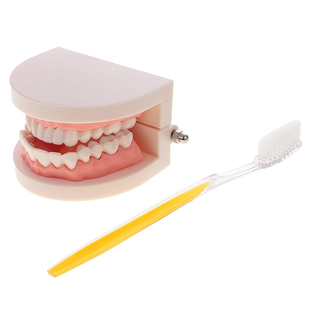 2 Sets 1:1 Human Mouth Teeth Model with Toothbrush School Teaching Learning Lab Ornament