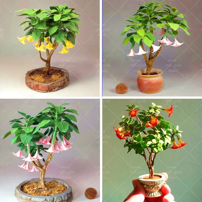 Bonsai Mandala Rumsmania Mini Mandala Plant 100pcs Angel Horn Bonsai Plant Flower Perennial Flower Family Garden
Bonsai Mandala Rumsmania Mini Mandala Plant 100pcs Angel Horn Bonsai Plant Flower Perennial Flower Family Garden