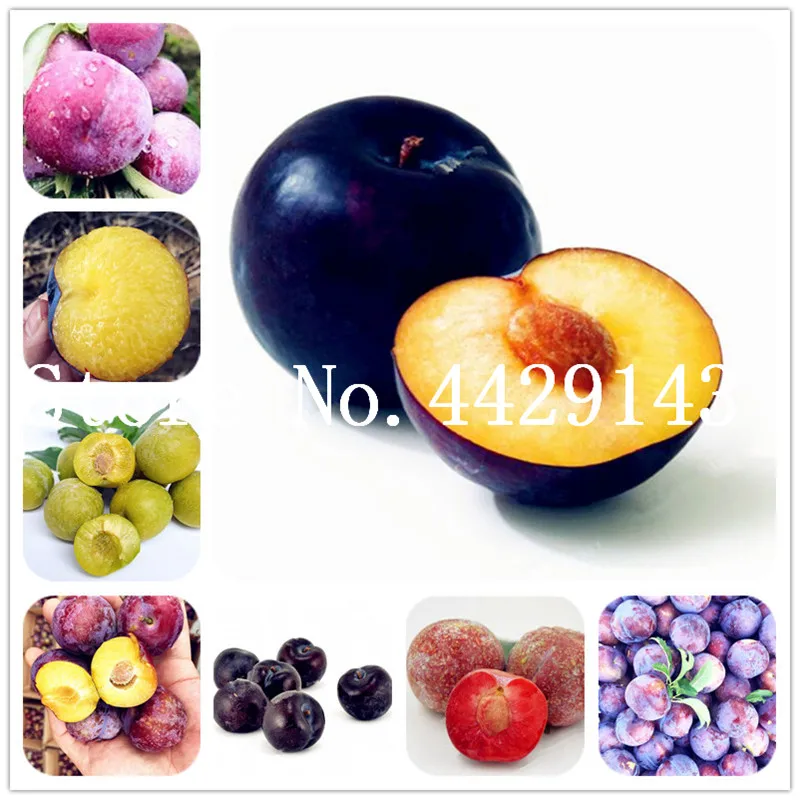 Family Rosaceae Prunus Cerasifera Bonsai 10 Pcs, Ornamental Plant Cherry Plum Shrub Tree,Widely Cultivated Myrobalan Plum Fruit
Family Rosaceae Prunus Cerasifera Bonsai 10 Pcs, Ornamental Plant Cherry Plum Shrub Tree,Widely Cultivated Myrobalan Plum Fruit