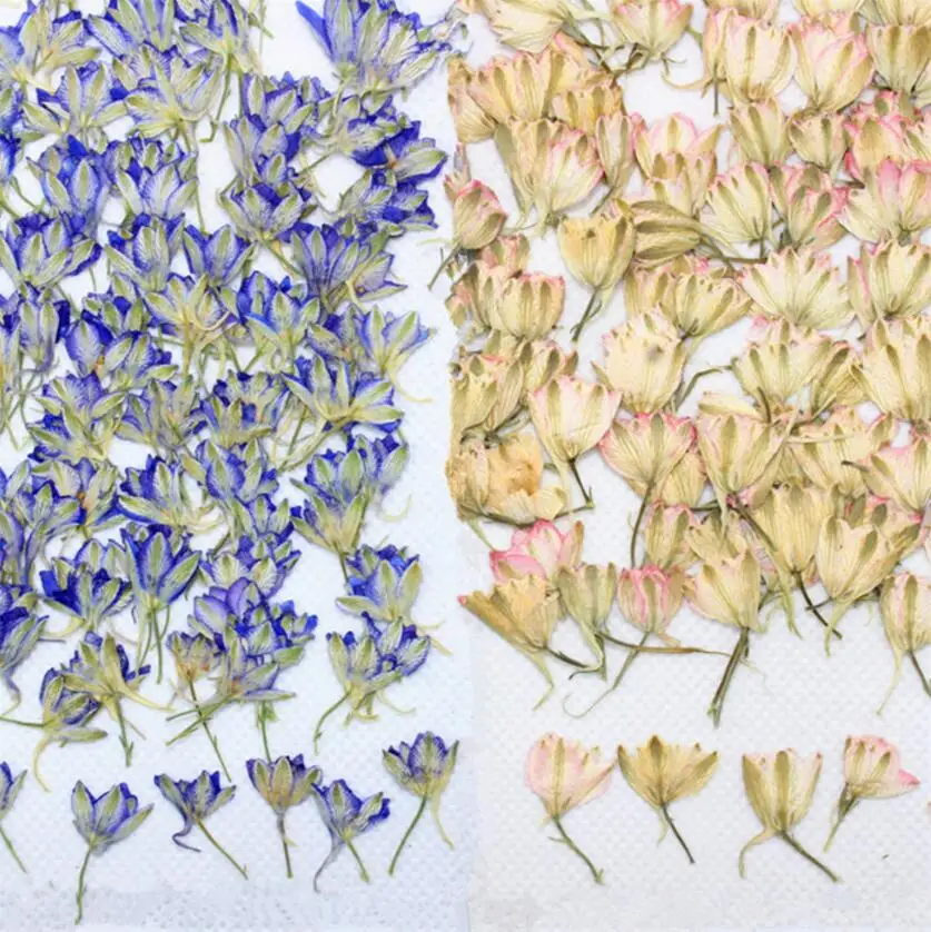 120pcs Pressed Dried Consolida Ajacis Flower Buds Plant Herbarium For Jewelry Postcard Invitation Card Phone Case Bookmark DIY
120pcs Pressed Dried Consolida Ajacis Flower Buds Plant Herbarium For Jewelry Postcard Invitation Card Phone Case Bookmark DIY