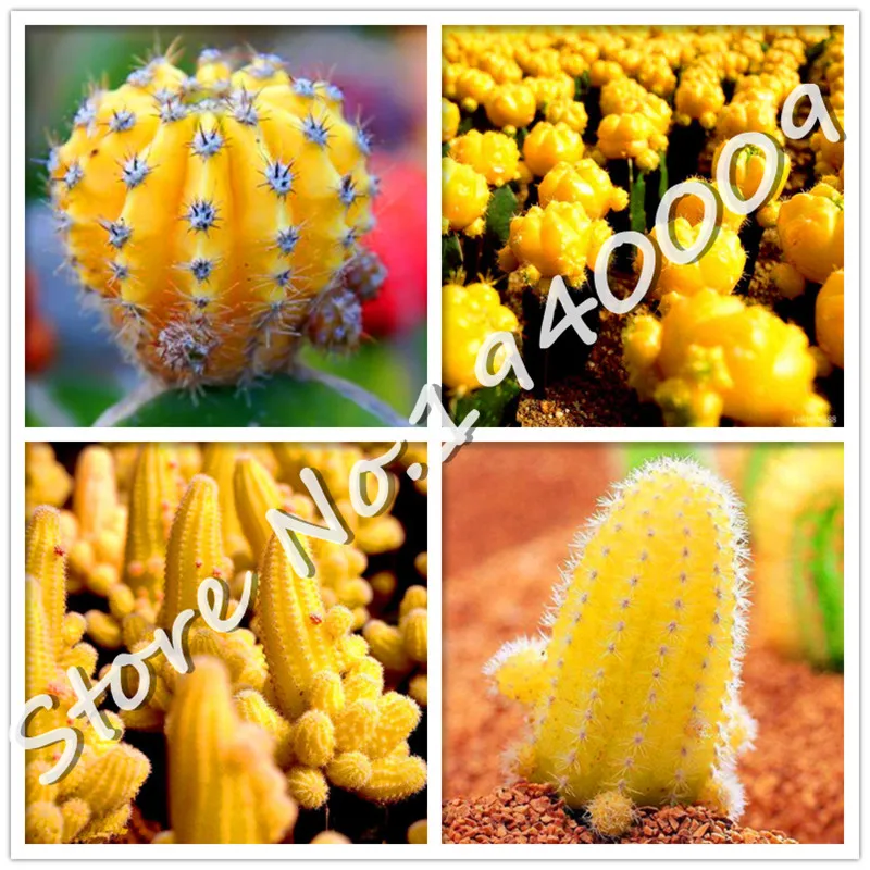 New arrival! 100 Pcs/Bag Mini Yellow Cactus Plants, Succulents Plants Bonsai DIY home garden Rare flower Flores, Purify the Air
New arrival! 100 Pcs/Bag Mini Yellow Cactus Plants, Succulents Plants Bonsai DIY home garden Rare flower Flores, Purify the Air