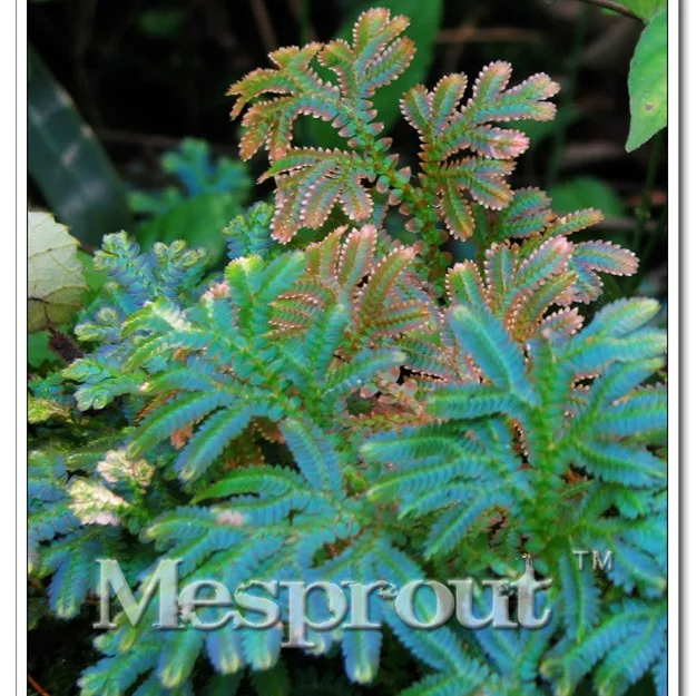50PCS New Hot Selaginella Tamariscina Practical Live Resurrection Plant Rose Of Jericho Dinosaur Plant Fern Spike Moss Bonsai
50PCS New Hot Selaginella Tamariscina Practical Live Resurrection Plant Rose Of Jericho Dinosaur Plant Fern Spike Moss Bonsai