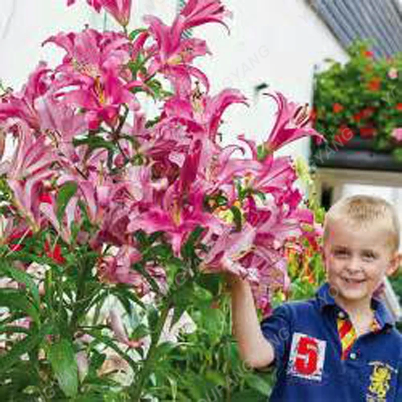Promotion!! 100 pcs / bag Giant Lily plants Cheap Lily Flower plants Barbados Lily Potted bonsai Bonsai Balcony Flower Free Ship
Promotion!! 100 pcs / bag Giant Lily plants Cheap Lily Flower plants Barbados Lily Potted bonsai Bonsai Balcony Flower Free Ship