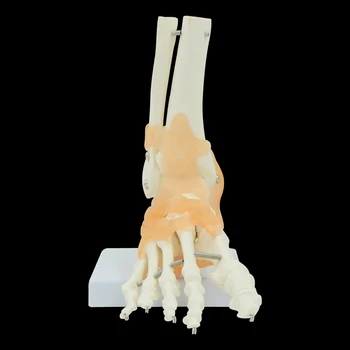 Life Size Foot Joint with Ligaments Anatomical Skeleton Anatomical Anatomy Skull Sculpture Head Body Model Muscle Bone Artist
Life Size Foot Joint with Ligaments Anatomical Skeleton Anatomical Anatomy Skull Sculpture Head Body Model Muscle Bone Artist