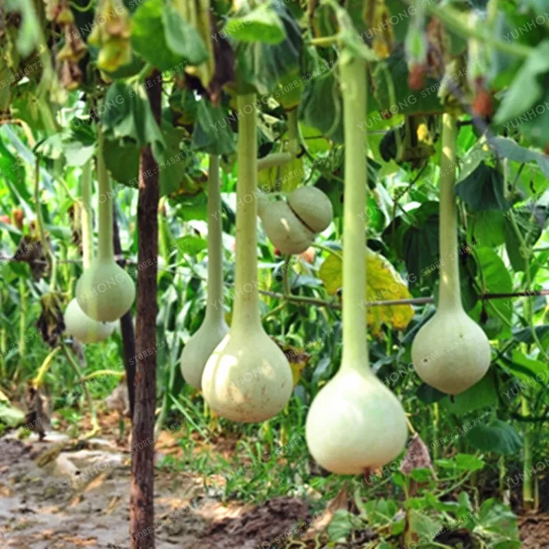 10 Pcs/ Bag Dipper Gourd Bonsai Rare Vegetable Bonsai Climbing Melon Like Cucumber Non-GMO Bonsai Creepers Plant
10 Pcs/ Bag Dipper Gourd Bonsai Rare Vegetable Bonsai Climbing Melon Like Cucumber Non-GMO Bonsai Creepers Plant