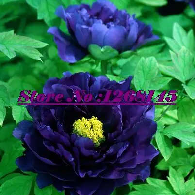 Hot selling 10pcs Dark Blue Tree Peony Flower bonsai - home garden free shipping XP2
Hot selling 10pcs Dark Blue Tree Peony Flower bonsai - home garden free shipping XP2