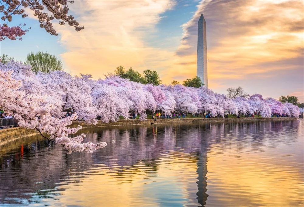 Laeacco Park Square Lake Cherry Blossoms Scenic Photography Backgrounds Vinyl Customized Photographic Backdrops For Photo Studio
Laeacco Park Square Lake Cherry Blossoms Scenic Photography Backgrounds Vinyl Customized Photographic Backdrops For Photo Studio