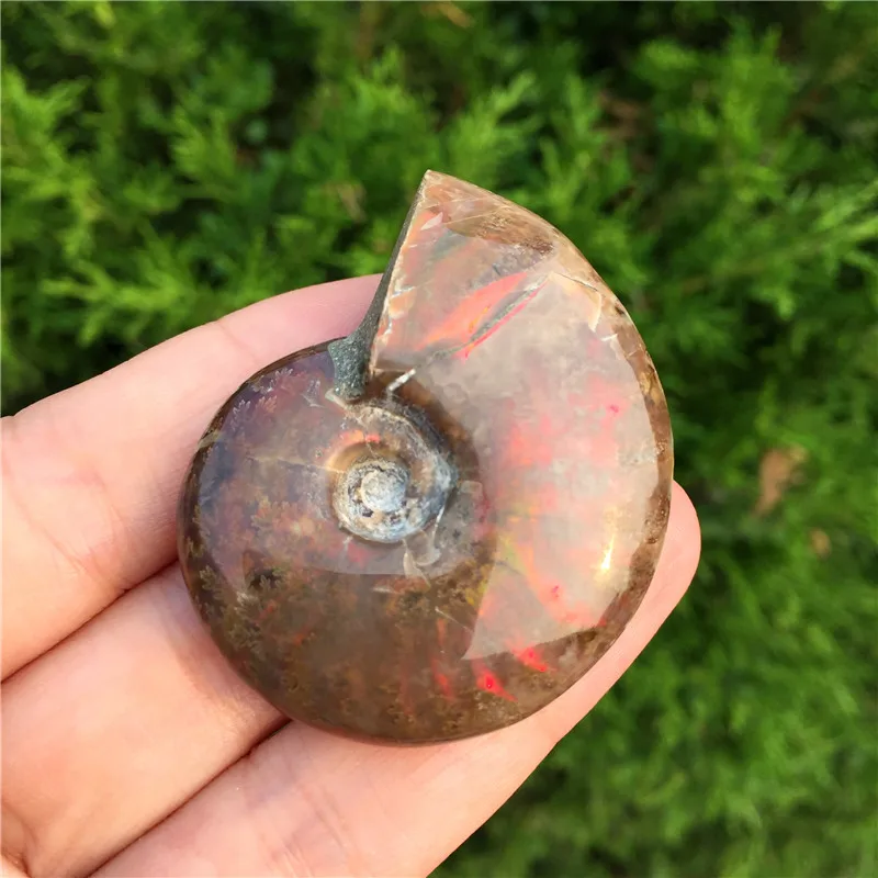 Beautiful Spiral Natural Ammonite Fossil Madagascar Colorful Shell Fossil Specimen Nice Gift For Stone Collection
Beautiful Spiral Natural Ammonite Fossil Madagascar Colorful Shell Fossil Specimen Nice Gift For Stone Collection
