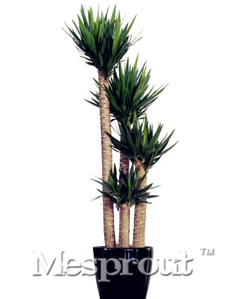 50 Pcs / Bag , Yucca Bonsai, Diy Potted Plants, Indoor / Outdoor Pot Bonsai Germination Rate Of 95% Mixed Colors
50 Pcs / Bag , Yucca Bonsai, Diy Potted Plants, Indoor / Outdoor Pot Bonsai Germination Rate Of 95% Mixed Colors