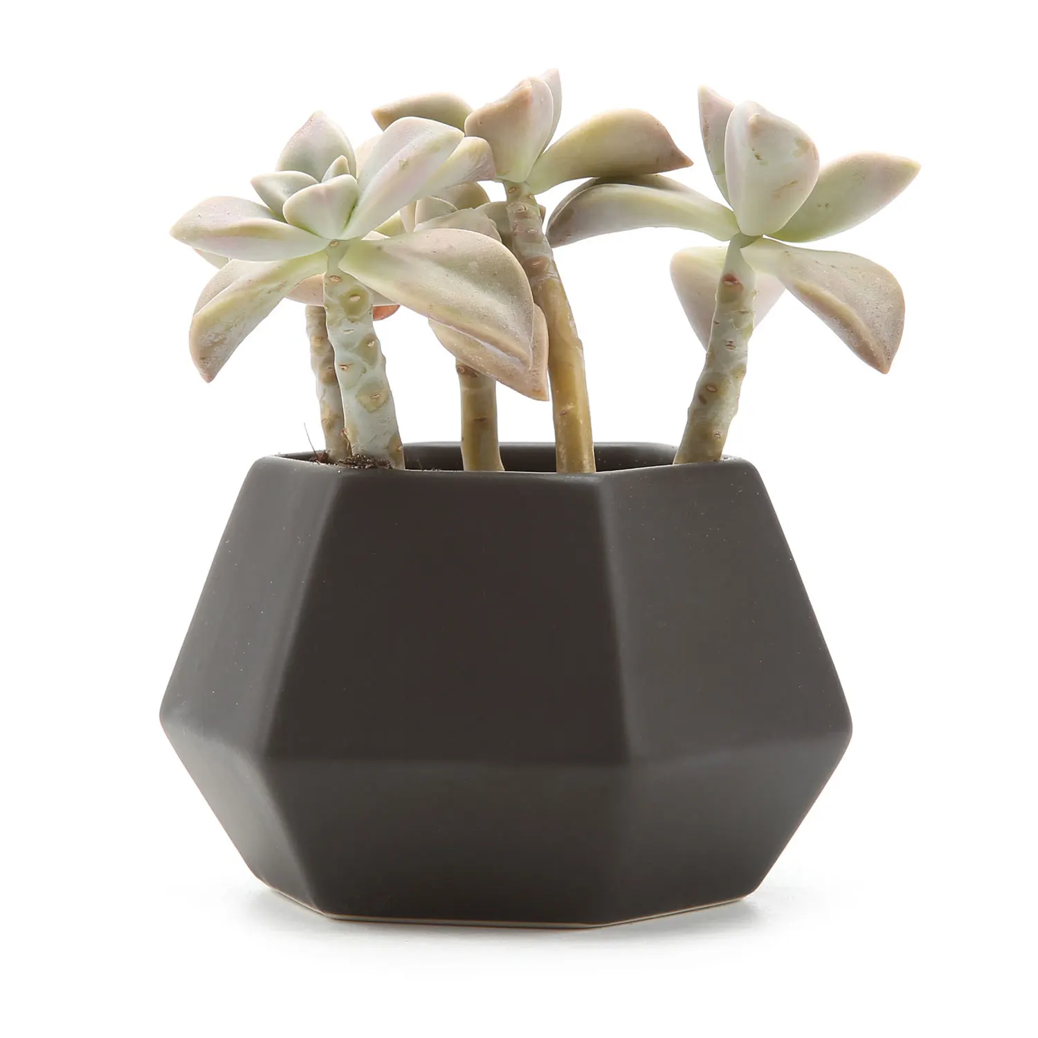 T4U Ceramic Hexagonal Pattern Semi-Luster Surface succulent Plant Pot/Cactus Plant Pot Flower Pot/Container/Planter Matte Black
T4U Ceramic Hexagonal Pattern Semi-Luster Surface succulent Plant Pot/Cactus Plant Pot Flower Pot/Container/Planter Matte Black