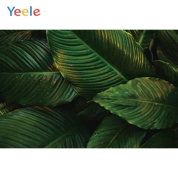 Yeele Tropical Banana Tree Leaves Summer Portrait Photography Backgrounds Customized Photographic Backdrops for Photo Studio
Yeele Tropical Banana Tree Leaves Summer Portrait Photography Backgrounds Customized Photographic Backdrops for Photo Studio