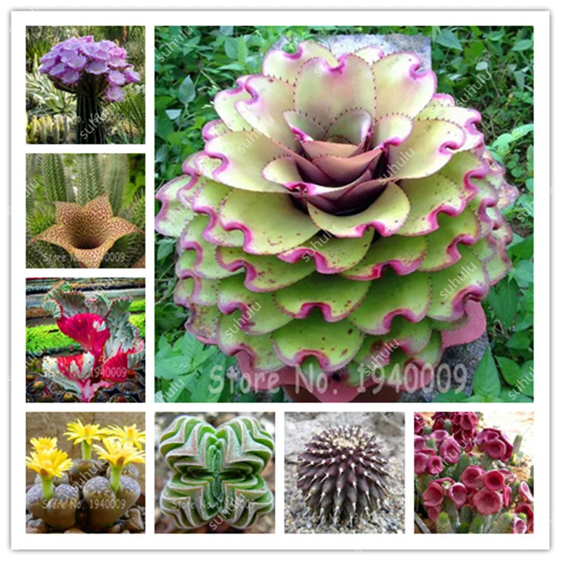 Promotion!! 100 Pcs Mini Cactus Rebutia Variety Flowering Color Cacti Rare Cactus Office Mini plants Rare Succulent Flower
Promotion!! 100 Pcs Mini Cactus Rebutia Variety Flowering Color Cacti Rare Cactus Office Mini plants Rare Succulent Flower