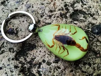 FREE SHIPPING YQTDMY 30 pcs Real Golden Scorpion Insect Keychain KeyRing Chic Specimens Collecting Promotion Gift,Novel Gift
FREE SHIPPING YQTDMY 30 pcs Real Golden Scorpion Insect Keychain KeyRing Chic Specimens Collecting Promotion Gift,Novel Gift