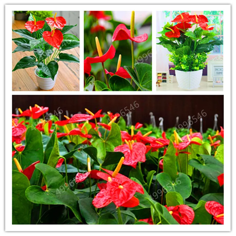 100pcs/bag Anthurium Flower Andraeanu plants Balcony Potted Diy Anthurium bonsai For Home Garden
100pcs/bag Anthurium Flower Andraeanu plants Balcony Potted Diy Anthurium bonsai For Home Garden