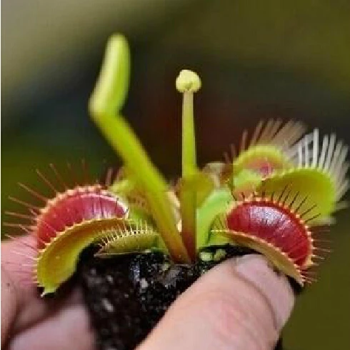 200 PCS / Pack Potted Insectivorous Plant Dionaea Muscipula Giant Clip Venus Flytrap Carnivorous Plant
200 PCS / Pack Potted Insectivorous Plant Dionaea Muscipula Giant Clip Venus Flytrap Carnivorous Plant
