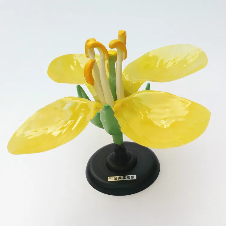Detachable Giant Dicot Flower Cruciferae Rape Flower Anatomy Model Plant Anatomical Model Biology Teaching Experiment Equipment
Detachable Giant Dicot Flower Cruciferae Rape Flower Anatomy Model Plant Anatomical Model Biology Teaching Experiment Equipment