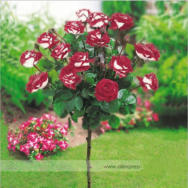 100 pcs / Pack New Hybrid Variety White Red Rose Tree Flower Fragrant Garden Bonsai Flower
100 pcs / Pack New Hybrid Variety White Red Rose Tree Flower Fragrant Garden Bonsai Flower