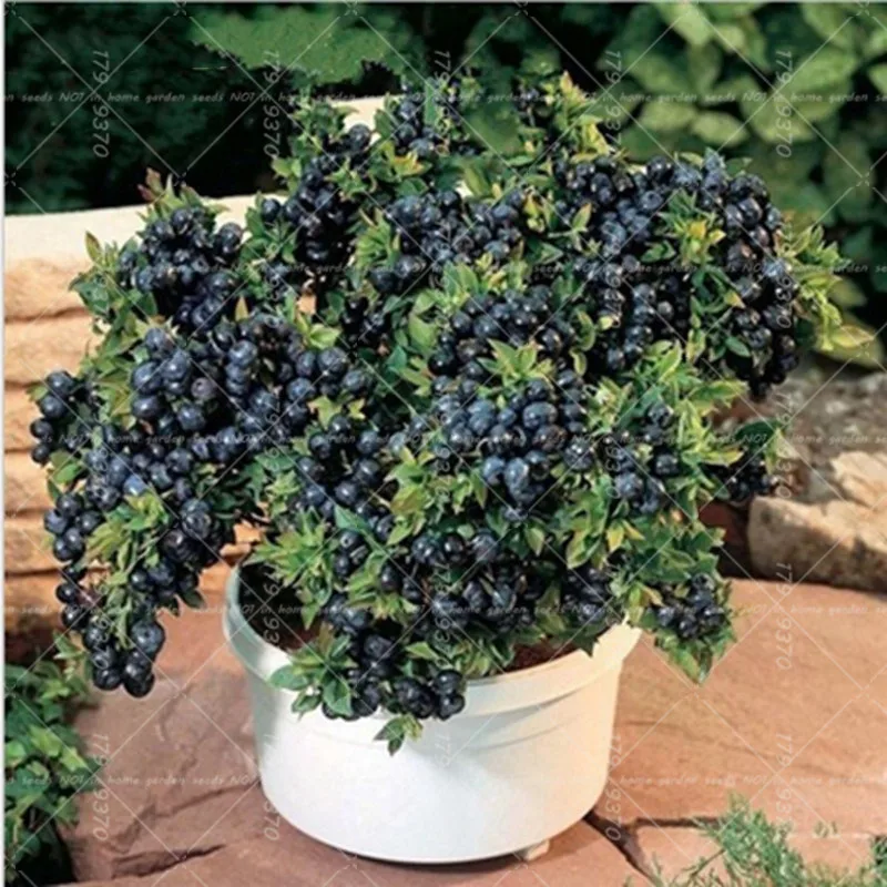 100pcs blueberry bonsai, fruit trees, blueberries, bonsai plants, perennial potted plants for home and garden plants
100pcs blueberry bonsai, fruit trees, blueberries, bonsai plants, perennial potted plants for home and garden plants