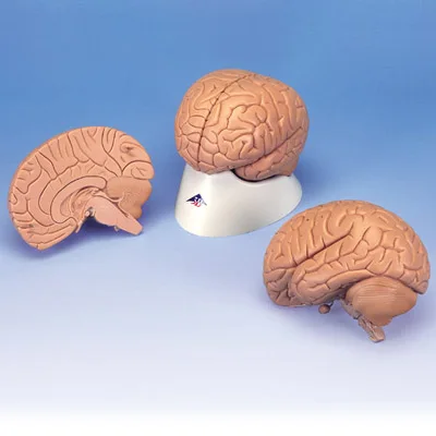15*14*17.5cm 0.7kg Standard brain model, the 2 part of the brain model of imports of brain
15*14*17.5cm 0.7kg Standard brain model, the 2 part of the brain model of imports of brain