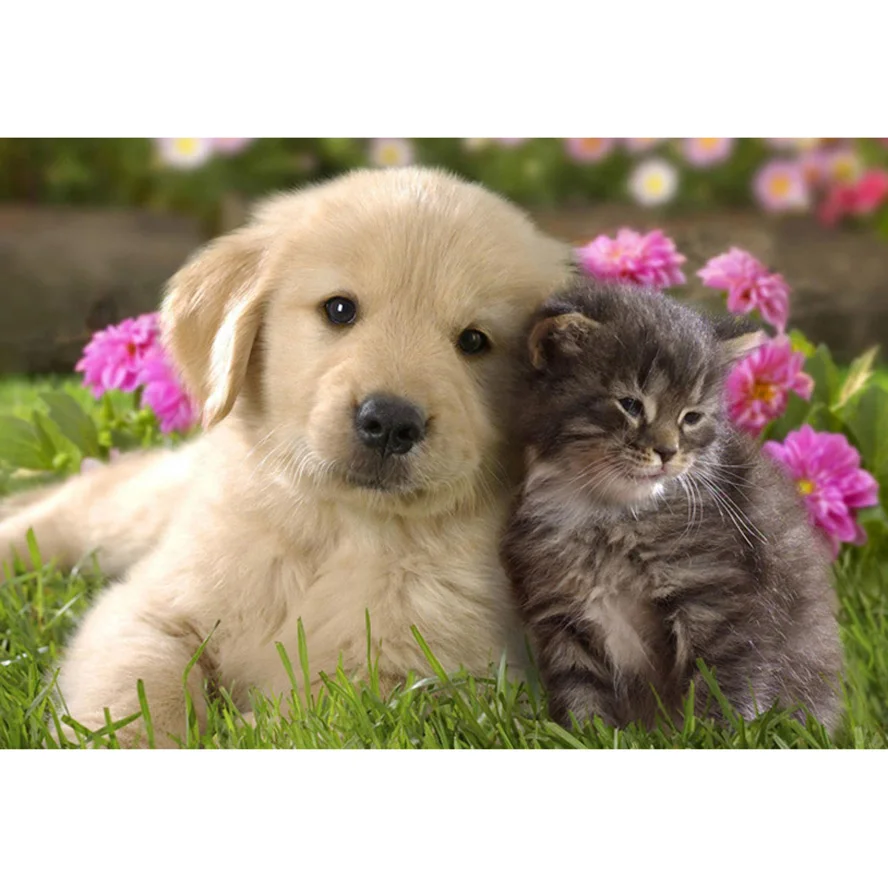 Dog and cat friends 5D full gear diamond embroidery kit pattern diamond painting mosaic bead picture of rhinestones gift AS757
Dog and cat friends 5D full gear diamond embroidery kit pattern diamond painting mosaic bead picture of rhinestones gift AS757