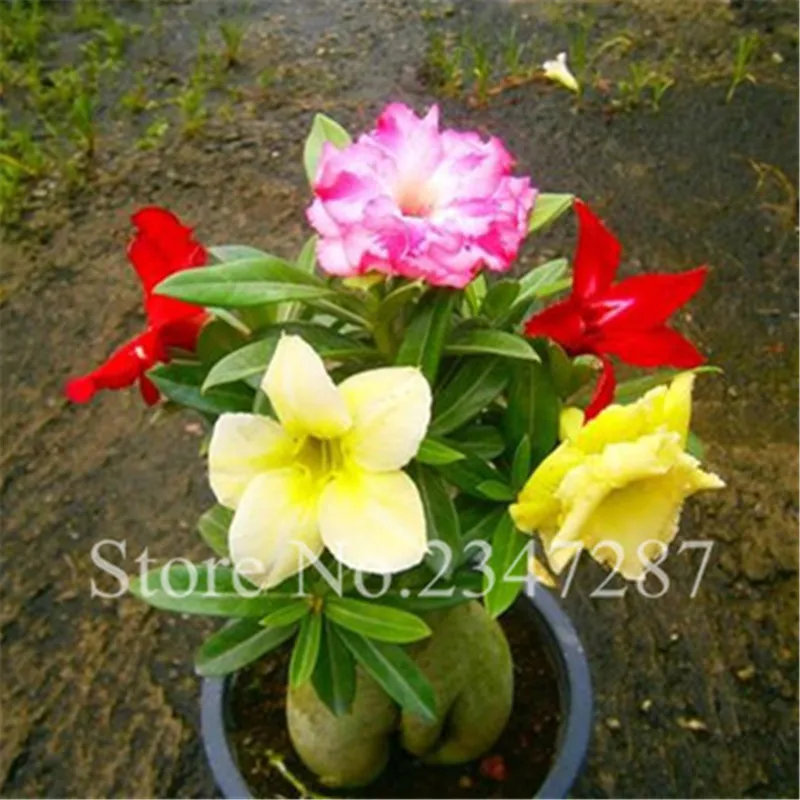 Desert Rose Bonsai Garden Home Balcony Flower 100% True Beautiful Bonsai Potted Flowers Balcony Adenium Obesum Bonsai 2 PCS
Desert Rose Bonsai Garden Home Balcony Flower 100% True Beautiful Bonsai Potted Flowers Balcony Adenium Obesum Bonsai 2 PCS