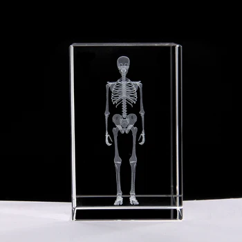 3d Crystal Human Skeleton model Medical Teaching Crystal Stereo education model 5*5*8cm
3d Crystal Human Skeleton model Medical Teaching Crystal Stereo education model 5*5*8cm