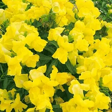 BELLFARM Bonsai Yellow Garden Snapdragon Antirrhinum Majus Flowers High Germination -60pcs/pack(China)