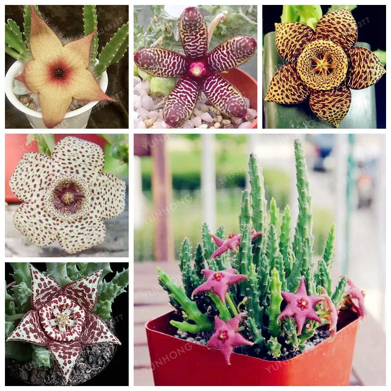 Stapelia Pulchella bonsai Lithops Mix Succulents Raw Stone Cactus plant Rare For Home Garden Flower Bonsai Plants 100 Pcs
Stapelia Pulchella bonsai Lithops Mix Succulents Raw Stone Cactus plant Rare For Home Garden Flower Bonsai Plants 100 Pcs