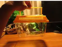 Portable Reptile Feeding Spider Box Scorpion Larvae Catch Bird Insect Transport Grasping/movement Ability Developing Unisex 2021
Portable Reptile Feeding Spider Box Scorpion Larvae Catch Bird Insect Transport Grasping/movement Ability Developing Unisex 2021