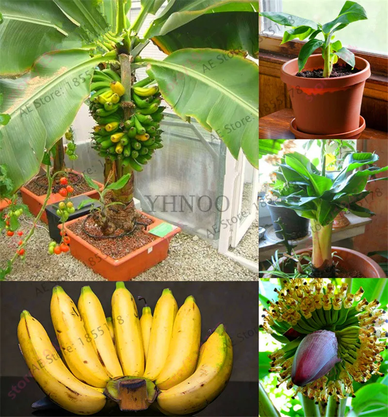 Genuine!200 pcs Banana Bonsai,dwarf fruit trees,Milk Taste,Outdoor Perennial Fruit Plantas For Garden plants,#QNV3MY
Genuine!200 pcs Banana Bonsai,dwarf fruit trees,Milk Taste,Outdoor Perennial Fruit Plantas For Garden plants,#QNV3MY