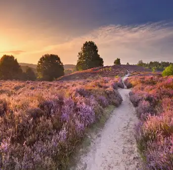 TR 5x7FT Sunset Purple Lavenders Field Tree Custom Photo Studio Backdrop Background Vinyl 220cm x 150cm Wedding Photo Bacckdrops
TR 5x7FT Sunset Purple Lavenders Field Tree Custom Photo Studio Backdrop Background Vinyl 220cm x 150cm Wedding Photo Bacckdrops