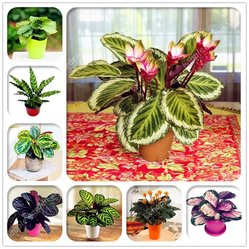 100 Pcs Flower Plant Rare Calathea Warscewiczii Bonsai Easy to Grow,Office Desk Bonsai for Flower Pot Planters DIY Home Garden
100 Pcs Flower Plant Rare Calathea Warscewiczii Bonsai Easy to Grow,Office Desk Bonsai for Flower Pot Planters DIY Home Garden
