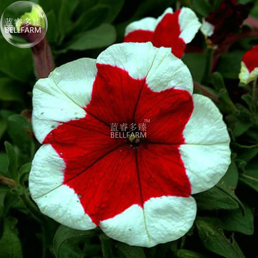 BELLFARM Petunia 