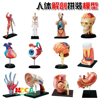 4D Anatomy and assembly model of human organs, DIY teaching of visceral musculoskeletal medicine kit
4D Anatomy and assembly model of human organs, DIY teaching of visceral musculoskeletal medicine kit