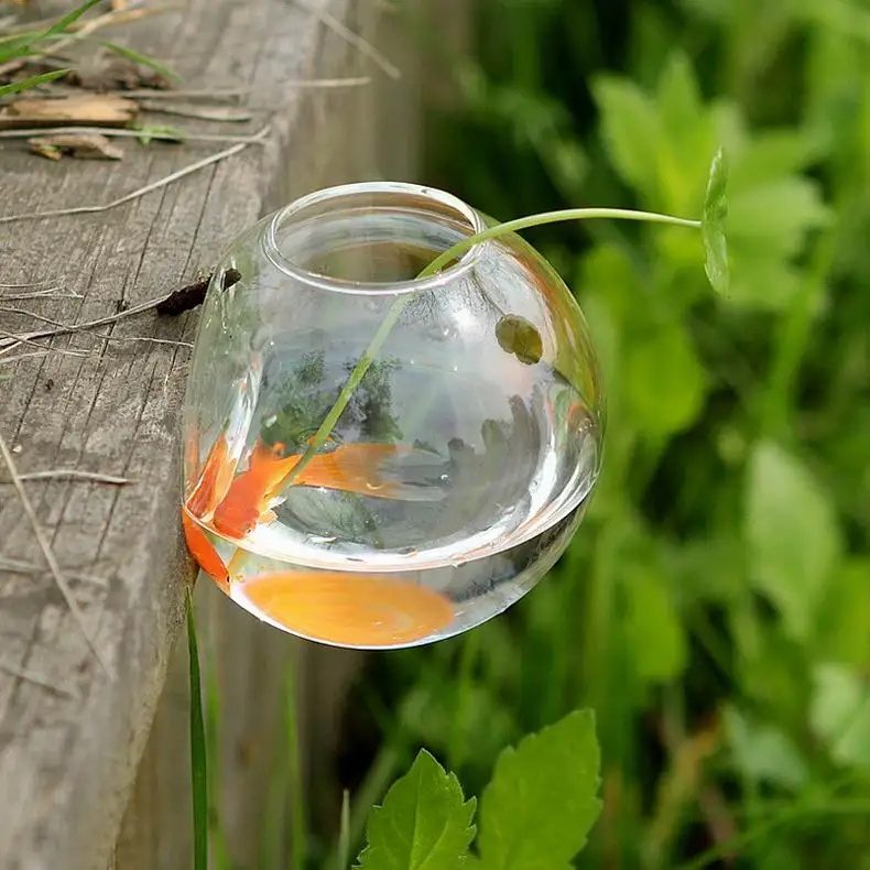 Semi-Circle Wall hanging Vase for dydroponics Plants small goldfish bowl hydroponics vase
Semi-Circle Wall hanging Vase for dydroponics Plants small goldfish bowl hydroponics vase