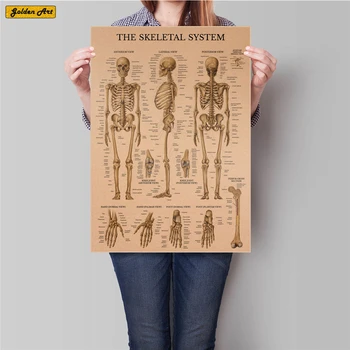 Body Skeletal System Chart Vintage kraft paper poster Antique Print wall sticker Medicine Health Guide Painting 45.5x32.5cm
Body Skeletal System Chart Vintage kraft paper poster Antique Print wall sticker Medicine Health Guide Painting 45.5x32.5cm