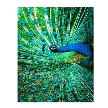 5d diy diamond Embroidery Green peacock,diamond painting cross stitch,embroidery for children puzzle diamond mosaic Z646
5d diy diamond Embroidery Green peacock,diamond painting cross stitch,embroidery for children puzzle diamond mosaic Z646