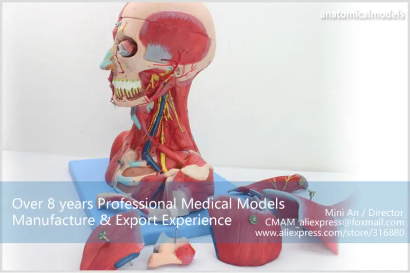 MUSCLE07 CMAM model Head and Neck with Vessels,Nerves and Brain 02
