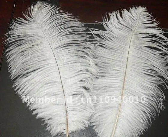 Free shipping 100pcs/ lot 8-10inch 20-25cm white ostrich feathers wholesale real ostrich feather
Free shipping 100pcs/ lot 8-10inch 20-25cm white ostrich feathers wholesale real ostrich feather
