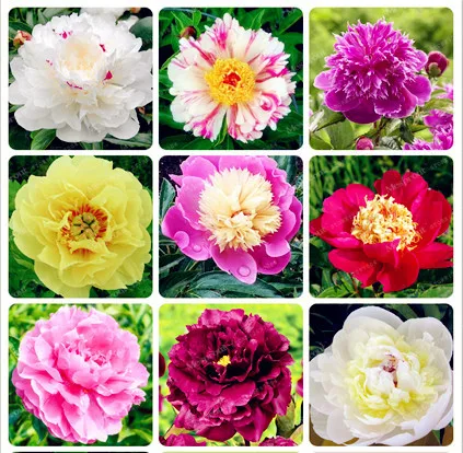 Hot Selling 24 Kinds Pretty Peony Bonsai Paeonia Suffruticosa 10Pcs/Pack High Quality Peony Flower Bonsai For Home Garden
Hot Selling 24 Kinds Pretty Peony Bonsai Paeonia Suffruticosa 10Pcs/Pack High Quality Peony Flower Bonsai For Home Garden