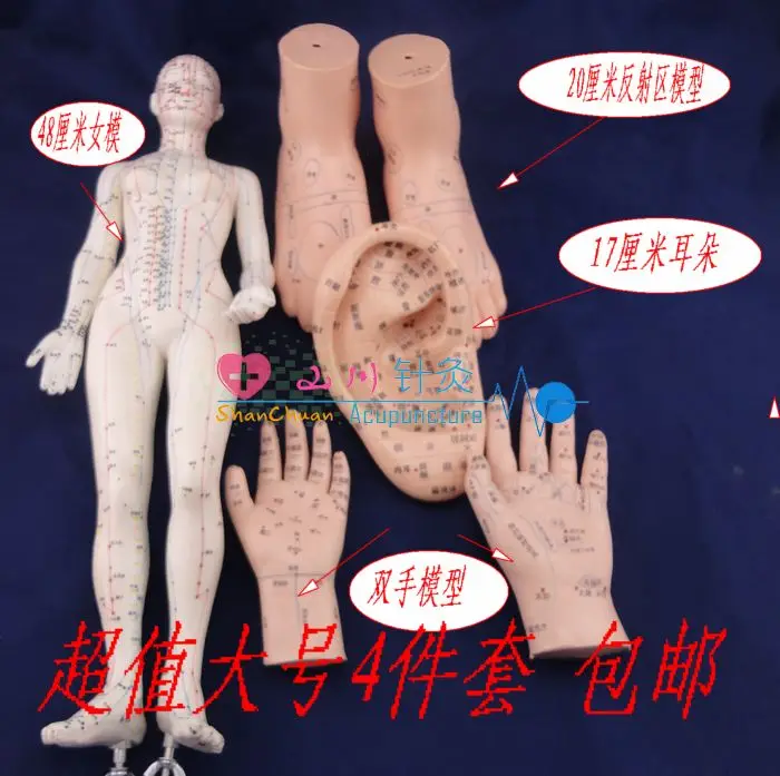 Meridian through the human body acupuncture model acupuncture model meridian massage female model suit large
Meridian through the human body acupuncture model acupuncture model meridian massage female model suit large