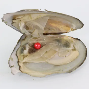 Round Oyster Pearl 6-7mm 2018 New 28 Mix Color Red Gift DIY Natural Pearl Beads Decorations Vacuum Packaging Wholesale AR012
Round Oyster Pearl 6-7mm 2018 New 28 Mix Color Red Gift DIY Natural Pearl Beads Decorations Vacuum Packaging Wholesale AR012