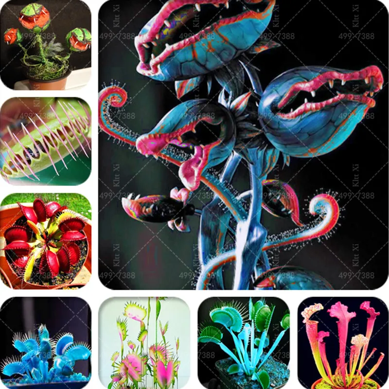 200 Pcs Mixed Carnivorous Plants Potted Flycatcher Bonsai Sundew Table Garden Venus Fly trap Planting Radiation Protect
200 Pcs Mixed Carnivorous Plants Potted Flycatcher Bonsai Sundew Table Garden Venus Fly trap Planting Radiation Protect