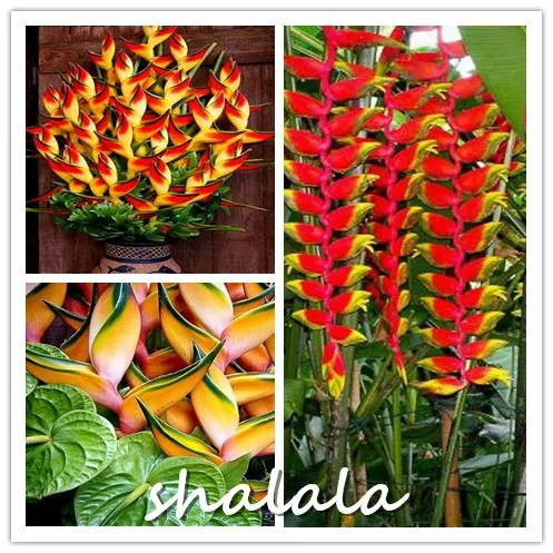 100 Particles Orange Strelitzia Reginae bonsai Bird Of Paradise bonsai Jardim Bonsai Sementes Lot Indoor Potted Plant Flower
100 Particles Orange Strelitzia Reginae bonsai Bird Of Paradise bonsai Jardim Bonsai Sementes Lot Indoor Potted Plant Flower