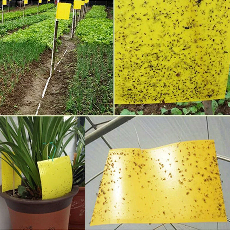 20*15cm Outdoor Sticky Adhesive Paper Insect Trap Catcher Killer Fly Aphids Wasp Pests with High quality
20*15cm Outdoor Sticky Adhesive Paper Insect Trap Catcher Killer Fly Aphids Wasp Pests with High quality