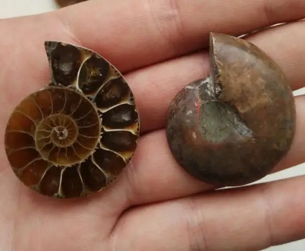 1PC Spiral Ammolite Natural Ammonite Fossil Natural Handicraft Pieces Played On Palms Gift For Stone Collection 2.5-3.5cm R1121
1PC Spiral Ammolite Natural Ammonite Fossil Natural Handicraft Pieces Played On Palms Gift For Stone Collection 2.5-3.5cm R1121