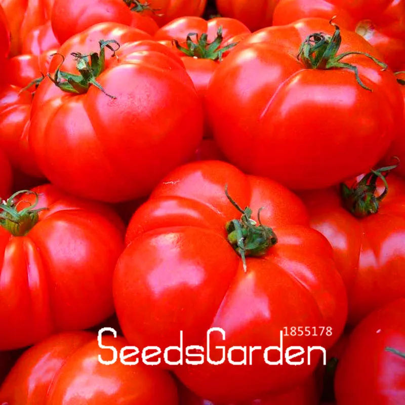 New Fresh Plant 100 Pcs/pack Like Pumpkin Tomato Garden Balcony Fruits Plantas Vegetables Potted Bonsai Tomatoes,#IAPHVZ
New Fresh Plant 100 Pcs/pack Like Pumpkin Tomato Garden Balcony Fruits Plantas Vegetables Potted Bonsai Tomatoes,#IAPHVZ