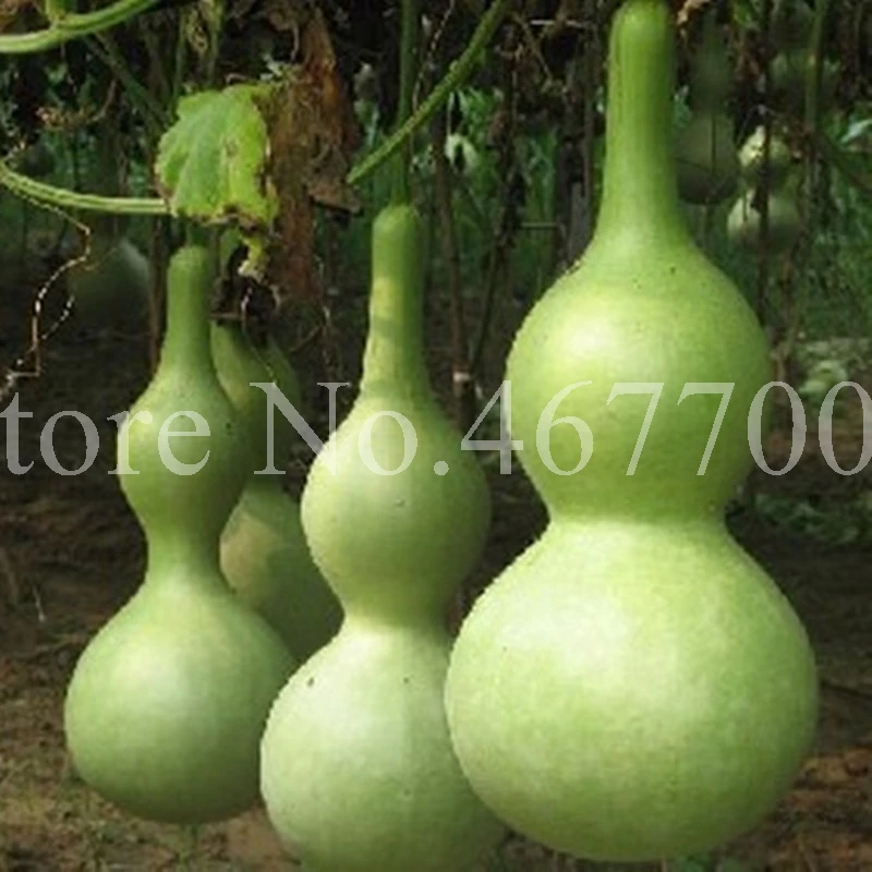 50 pcs/ bag Rare Tasty Gourd Delicious Organic Bonsai Outdoor Perennial Sponge Gourd Potted Vegetable Plant for Garden Decor
50 pcs/ bag Rare Tasty Gourd Delicious Organic Bonsai Outdoor Perennial Sponge Gourd Potted Vegetable Plant for Garden Decor